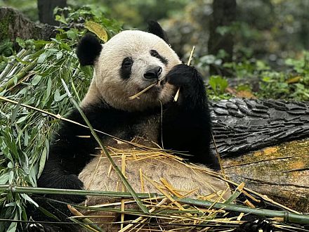 【成都発着】シャンシャンやシンシンに会いたい!雅安パンダ研究基地日帰りツアー
